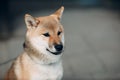 Shiba Inu pet japanese national dog oudoors Royalty Free Stock Photo