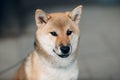 Shiba Inu pet japanese national dog oudoors Royalty Free Stock Photo