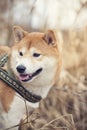 Shiba inu portrait looking to the side Royalty Free Stock Photo