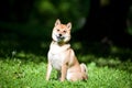 Shiba inu portrait outdoor at summer