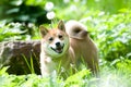 Shiba inu portrait outdoor at summer