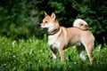 Shiba inu portrait outdoor at summer