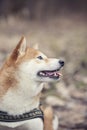 Shiba inu looking to the side Royalty Free Stock Photo