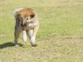 Shiba Inu Royalty Free Stock Photo