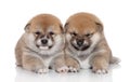 Shiba Inu puppies