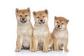 Shiba inu puppies portrait