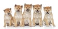 Shiba inu puppies portrait Royalty Free Stock Photo