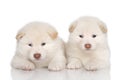 Shiba inu puppies