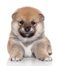 Shiba Inu puppy