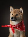 Shiba inu puppy. dog on a black background. Pet in the studio Royalty Free Stock Photo