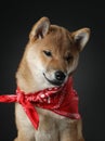 Shiba inu puppy. dog on a black background. Pet in the studio Royalty Free Stock Photo