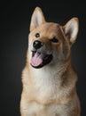 shiba inu puppy. dog on a blackackground. Pet in the studio Royalty Free Stock Photo