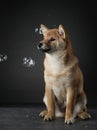 Shiba inu puppy. dog on a blackackground. Pet in the studio Royalty Free Stock Photo