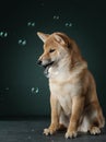 Shiba inu puppy. dog on a blackackground. Pet in the studio Royalty Free Stock Photo