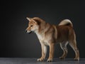 shiba inu puppy. dog on a blackackground. Pet in the studio Royalty Free Stock Photo