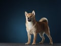 shiba inu puppy. dog on a blackackground. Pet in the studio Royalty Free Stock Photo