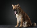 shiba inu puppy. dog on a blackackground. Pet in the studio Royalty Free Stock Photo