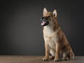 shiba inu puppy. dog is sitting on the floor on a black background. Pet in the studio Royalty Free Stock Photo