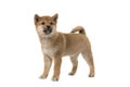 Shiba Inu puppy dog standing seen from the side glancing away