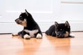Shiba Inu puppy. Japanese Shiba Inu dog. Beautiful shiba inu puppy color black and tan. 35 day old. Puppy on wooden floor. space