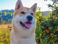 Shiba Inu puppy looks like a little fox