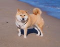 Shiba Inu puppy looks like a little fox