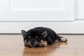 A Shiba Inu puppy lying in the room. Shiba inu sleep on wood floor Royalty Free Stock Photo