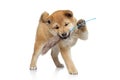 Shiba inu puppy playing