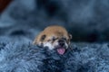 Shiba inu puppy sleeping on a gray carpet. Puppy sticking out tongue Royalty Free Stock Photo