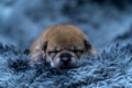 Shiba Inu puppy sleeping on a gray carpet Royalty Free Stock Photo