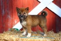 Shiba Inu puppy standing on hay bale