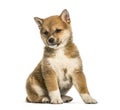 Shiba Inu puppy, 8 weeks old sitting against white background Royalty Free Stock Photo