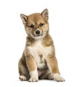 Shiba Inu puppy, 8 weeks old sitting against white background Royalty Free Stock Photo