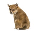Shiba Inu puppy, 8 weeks old sitting against white background Royalty Free Stock Photo