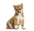 Shiba Inu puppy, 8 weeks old sitting against white background Royalty Free Stock Photo