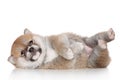 Shiba Inu puppy on white background Royalty Free Stock Photo