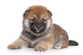 Shiba Inu puppy on white background