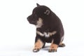 Shiba inu puppy Royalty Free Stock Photo