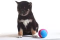 shiba inu puppy Royalty Free Stock Photo