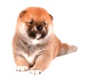 Shiba Inu puppy on a white background Royalty Free Stock Photo