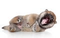 Shiba inu puppy yawn Royalty Free Stock Photo