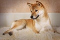 Shiba inu dog lying on a fur rug Royalty Free Stock Photo