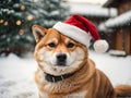 Shiba Inu\'s Merry Christmas Delight: Festive Joy, Adorable Moments, and Heartwarming Canine Cheer.