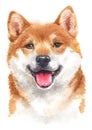 Water colour painting of Shiba inu 075