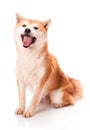 Shiba Inu sits on a white background