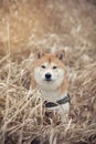 Shiba inu in grain field Royalty Free Stock Photo