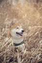 Shiba inu sitting in high gras Royalty Free Stock Photo