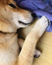 Shiba Inu Sleeping