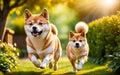 A chubby Shiba dog Inu is happily running in the garden! Royalty Free Stock Photo