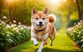 A chubby Shiba dog Inu is happily running in the garden! Royalty Free Stock Photo